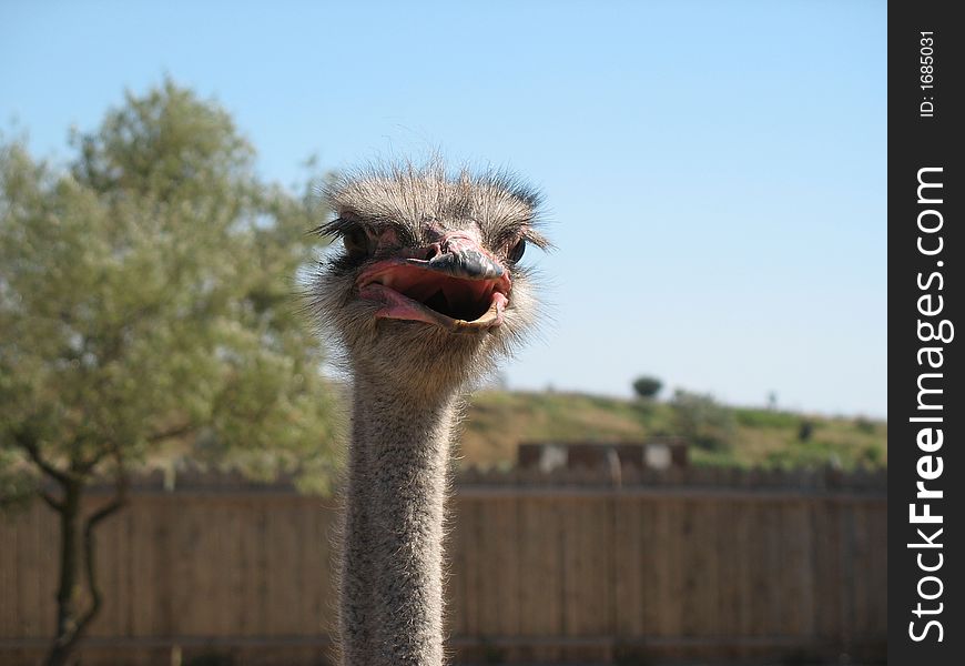 Head of ostrich in the zooming.