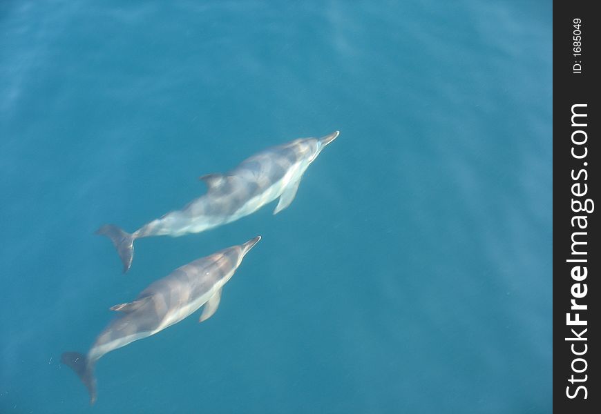 Pair of dolphins in clean water black sea