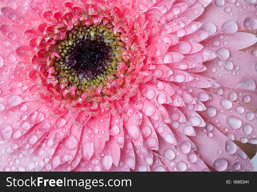 Closeup of pink daisy with water droplets. Closeup of pink daisy with water droplets