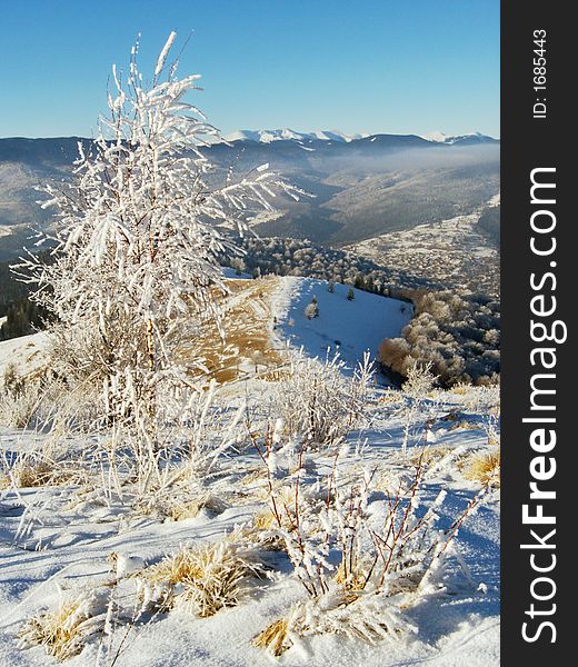 Winter snow and rime covered small tree on mountainside, rime grass in front and forest behind. Winter snow and rime covered small tree on mountainside, rime grass in front and forest behind
