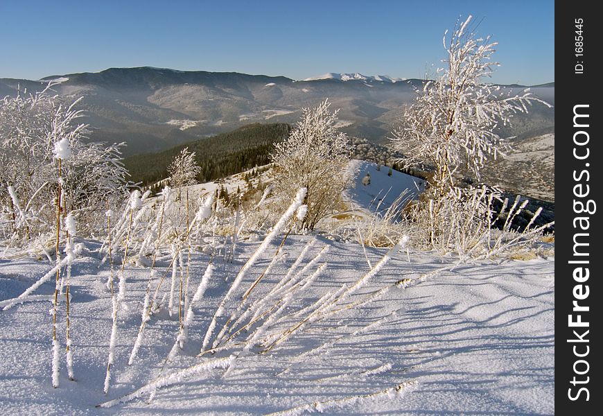 Winter snow and rime covered small tree on mountainside, rime grass in front and forest behind. Winter snow and rime covered small tree on mountainside, rime grass in front and forest behind