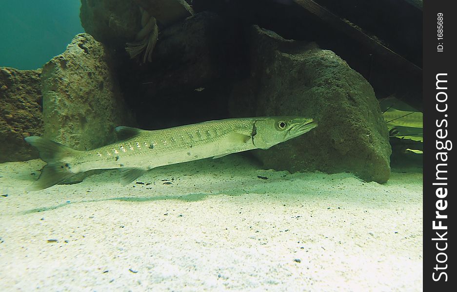 Fish in the Prague Oceanarium