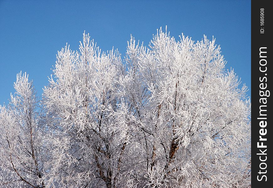 Pict 5460 Trees Covered In Hoary Frost