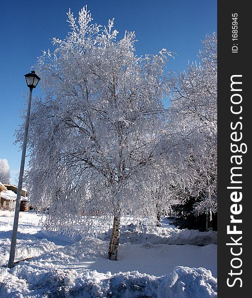 Pict 5464 Birch tree and lamp post on snow covered street