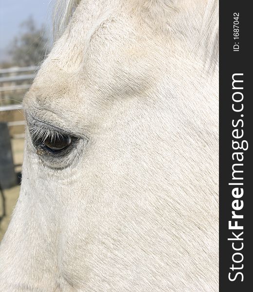 Close-up image of side of white horse face and brown eye - Egyptian Arabian horse. Close-up image of side of white horse face and brown eye - Egyptian Arabian horse