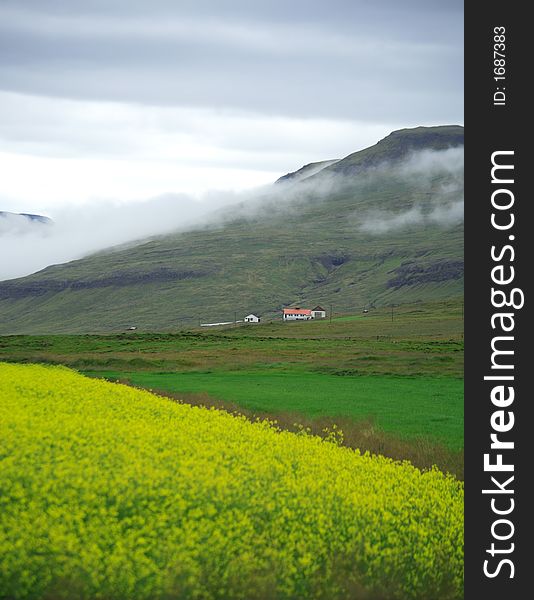 Yellow field, mountain and low cloud Iceland