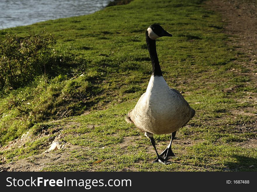 Canada goose walking along a path