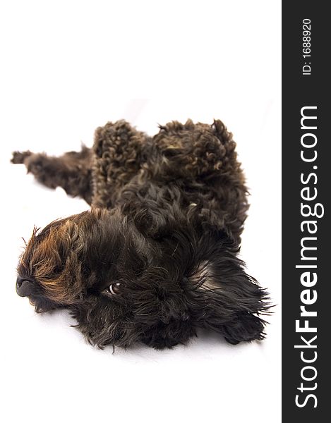 Studio shot of a miniature Spanish Waterdog stretched out on its back. Studio shot of a miniature Spanish Waterdog stretched out on its back