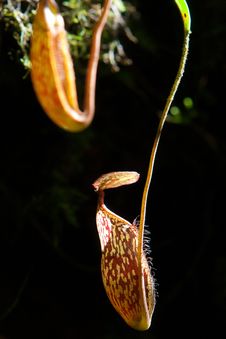 Nepenthes Alata Flower Or Pitcher Plant Stock Photos Nepenthes Alata Flower Or Pitcher Plant Stock Photos