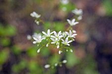 First Spring Flower Royalty Free Stock Photography First Spring Flower Royalty Free Stock Photography