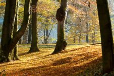 Autumn Morning With Sun And Shadows In Park Stock Photography Autumn Morning With Sun And Shadows In Park Stock Photography