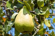 Green Pear Royalty Free Stock Photo Green Pear Royalty Free Stock Photo