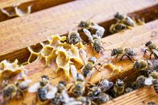 Working Bees Royalty Free Stock Images Working Bees Royalty Free Stock Images