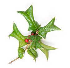 Holly Ivy And Pine Needles Isolated On White Stock Photography Holly Ivy And Pine Needles Isolated On White Stock Photography