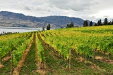 Autumn Vineyard Royalty Free Stock Photo Autumn Vineyard Royalty Free Stock Photo