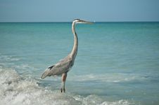 Great Blue Heron Standing On A Gulf Coast Beach Royalty Free Stock Image