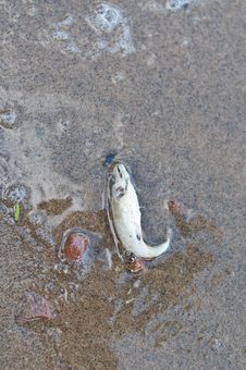 Dead Fish On The Beach Royalty Free Stock Image