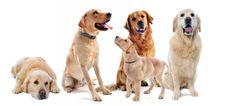 Golden Retriever And Labrador Retriever Stock Images Golden Retriever And Labrador Retriever Stock Images
