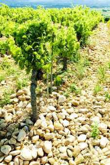 Vineyards Of Provence, France Stock Photo Vineyards Of Provence, France Stock Photo