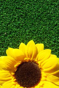 Sun Flower On Grass Royalty Free Stock Images