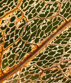 Leaf Stalk Stock Photos Leaf Stalk Stock Photos