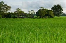 Rice Fields Stock Photos Rice Fields Stock Photos