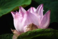 Lotus Royalty Free Stock Photography
