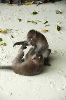 Fighting Monkey Stock Image