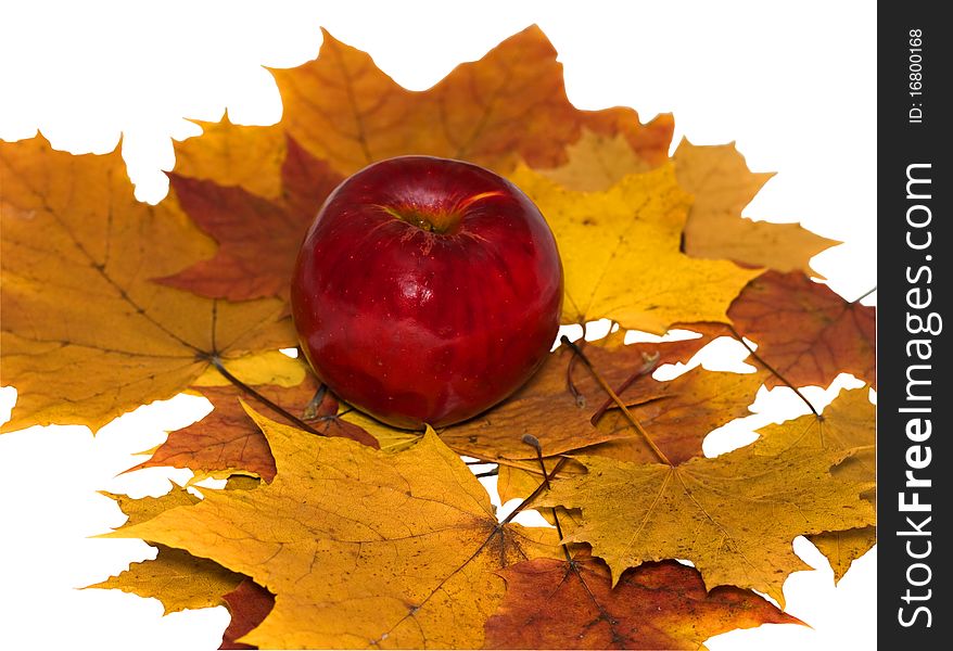 Ripe, red apple on the maple leaf isolated on a white background. Ripe, red apple on the maple leaf isolated on a white background.