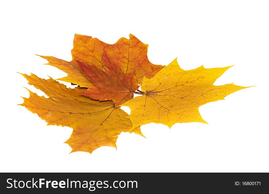 Four yellow, autumn maple leaf isolated on a white background. Four yellow, autumn maple leaf isolated on a white background.