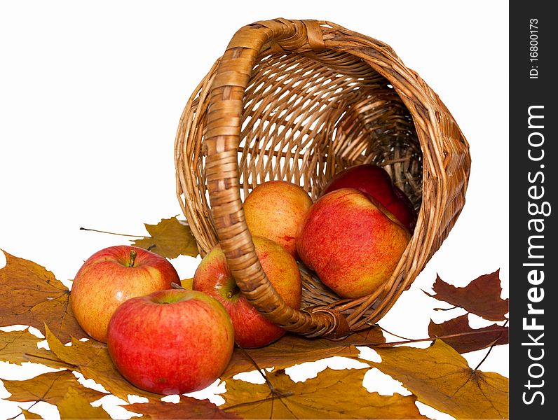 Ripe apples spill out of baskets on maple leaves. Ripe apples spill out of baskets on maple leaves