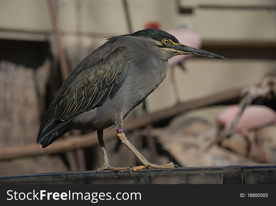 Beautiful Bird - Family Ardeidae