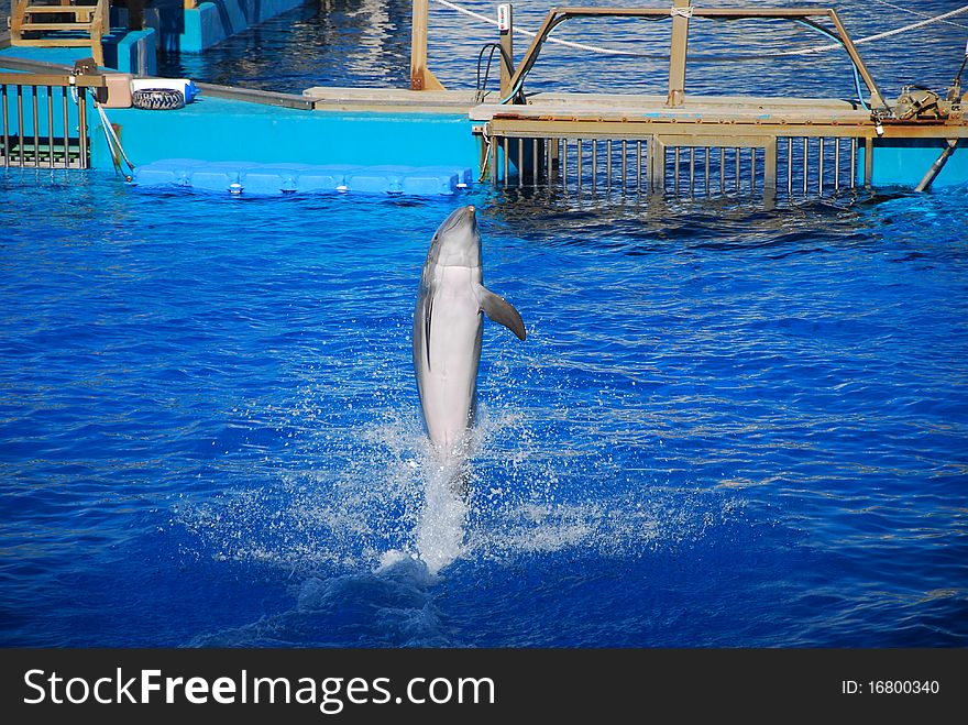 Dolphin in L' Oceanografic, Valencia.