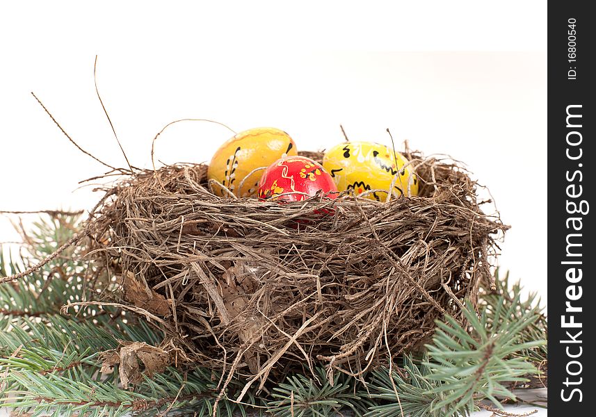 Nest with eggs on a branch