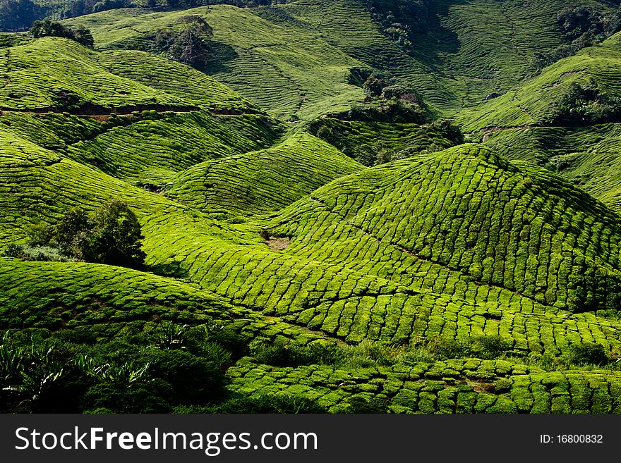 Tea plantation in cameron highland in Malaysia. Tea plantation in cameron highland in Malaysia.