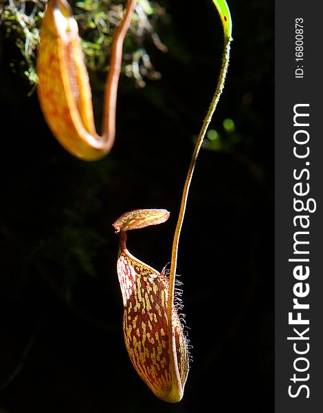 Nepenthes Alata Flower - Nepenthaceae, Looks like a Bag, Tropical Pitcher Plant. Nepenthes Alata Flower - Nepenthaceae, Looks like a Bag, Tropical Pitcher Plant
