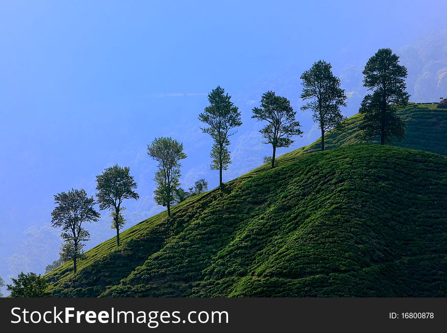 Tea plantation in cameron highland in Malaysia.