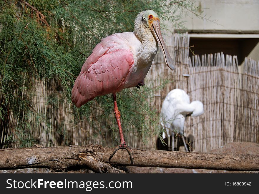 Beautiful bird - Roseate Spoonbill (Platalea ajaja, Location Oceanografic Park, Valencia). Beautiful bird - Roseate Spoonbill (Platalea ajaja, Location Oceanografic Park, Valencia)