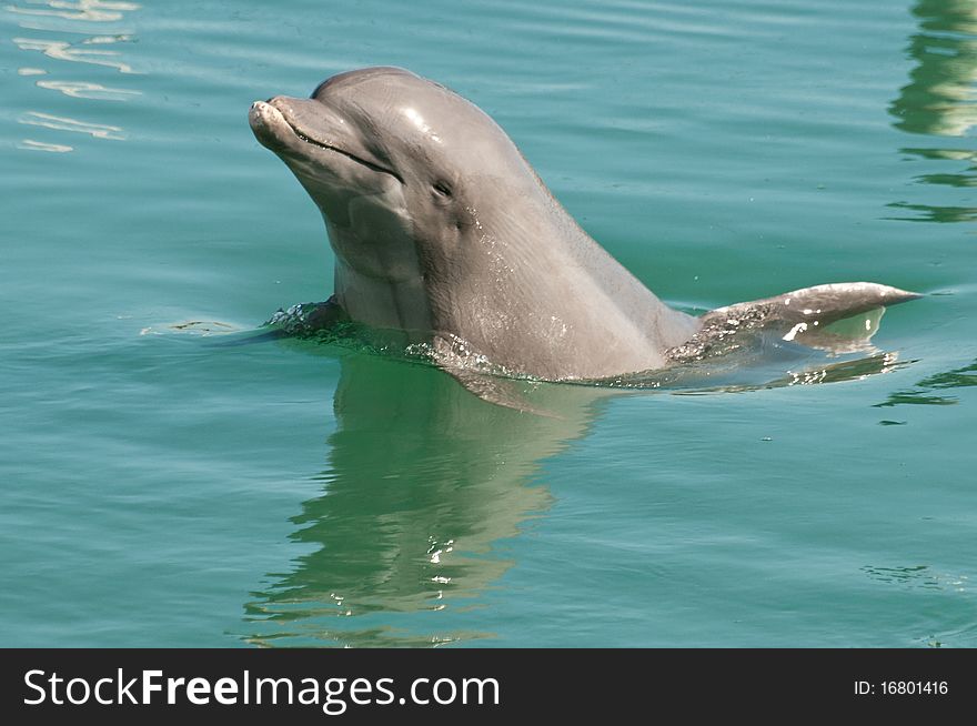 Dolphin playing in the water