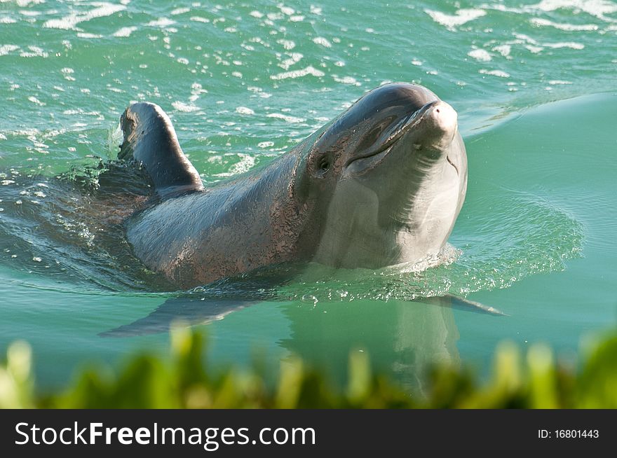 Dolphin playing in the water