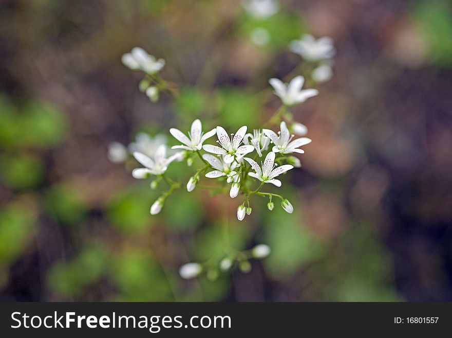 First spring flower after the snowy winter