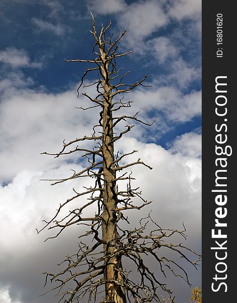 An old dead tree after a fire. An old dead tree after a fire