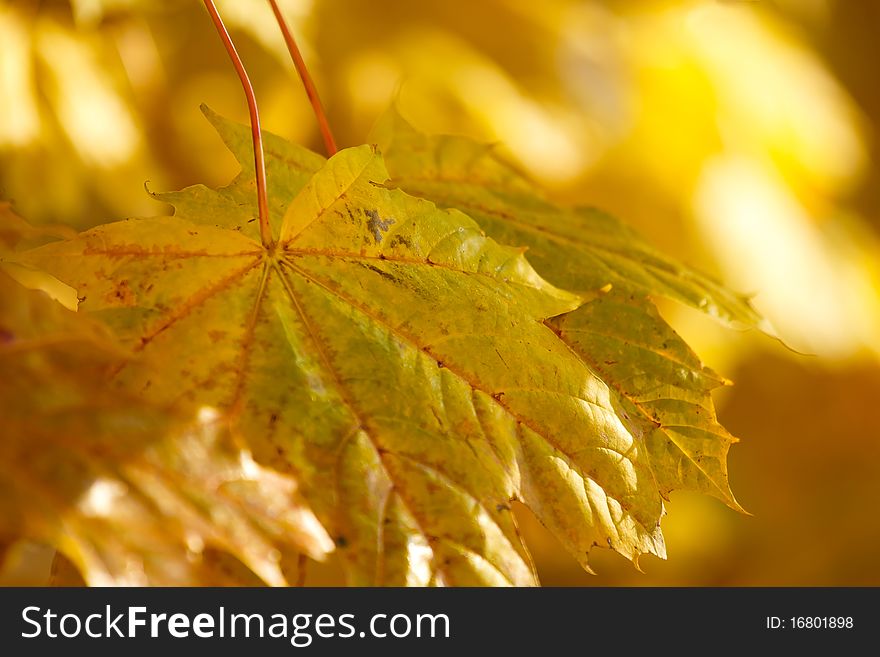 Autumn background with very shallow focus