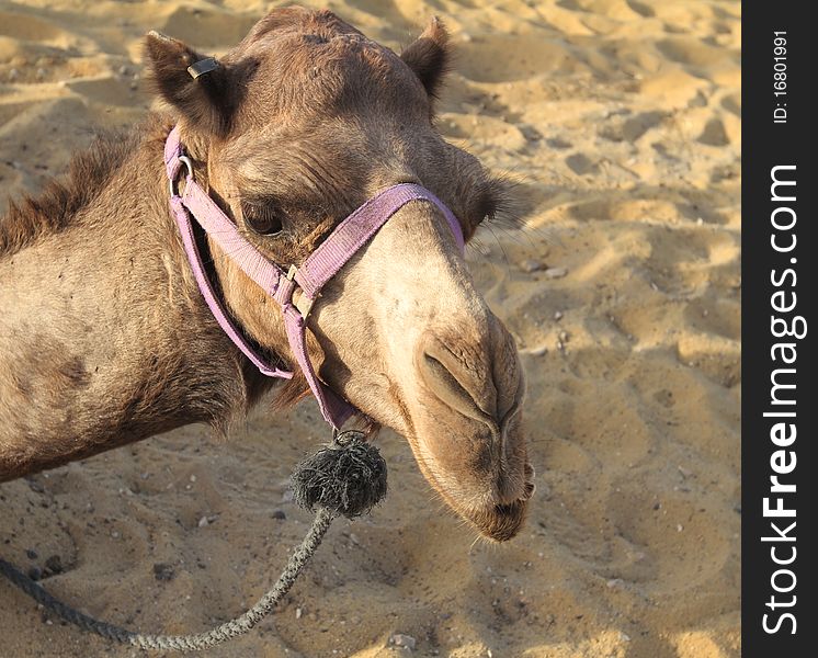 Portrait of a sitting camel