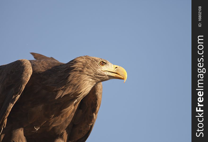 Big brown eagle