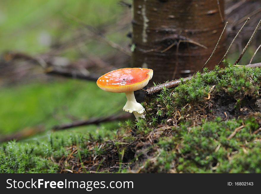 Fly agaric on the forest floor