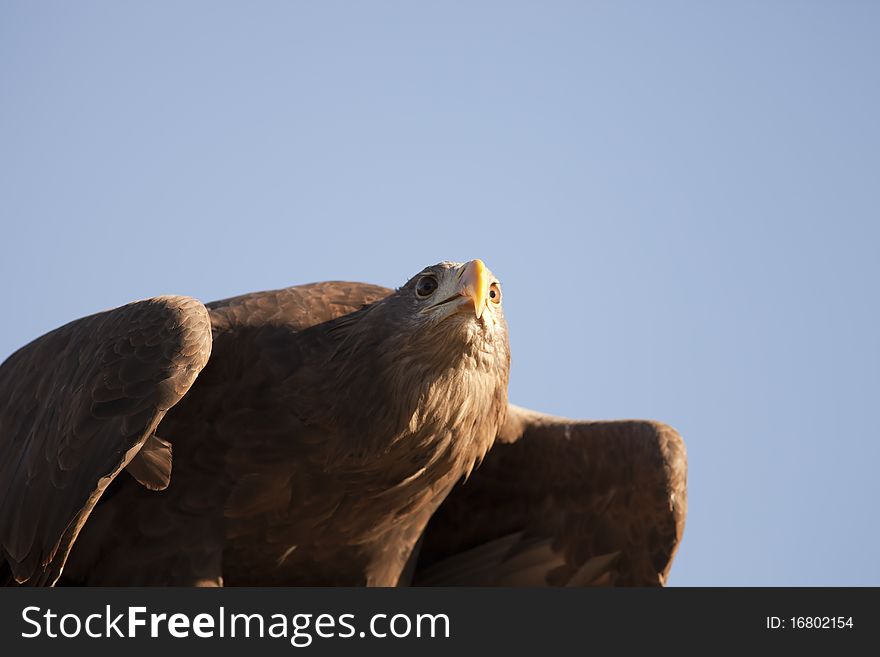 Big Brown Eagle