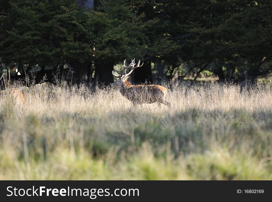 A deer stand still and watch the photographer