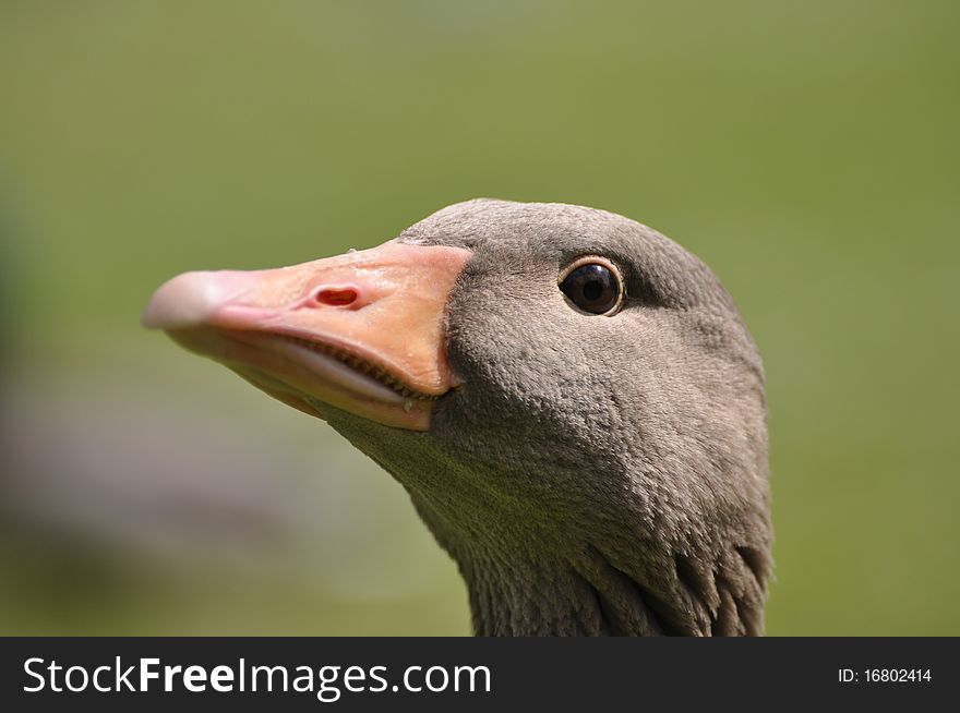 A goose are wary of the photographer