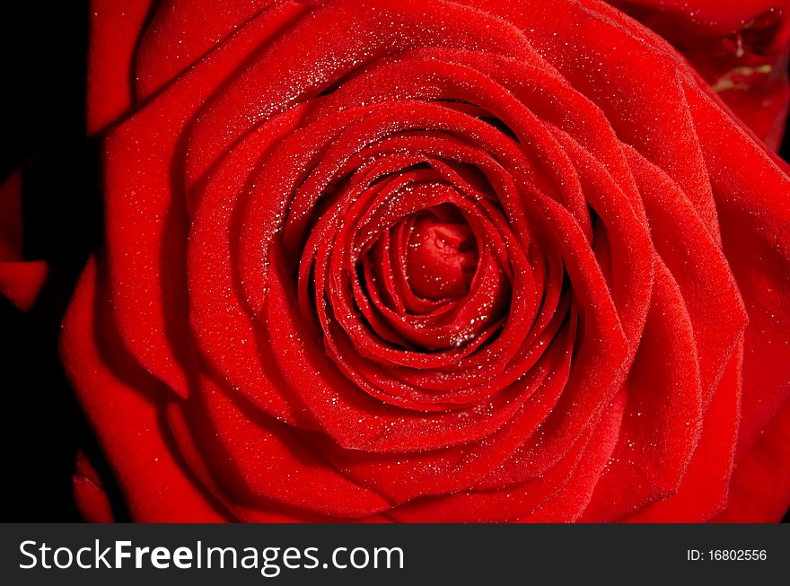 Red rose closeup with water droplets 01